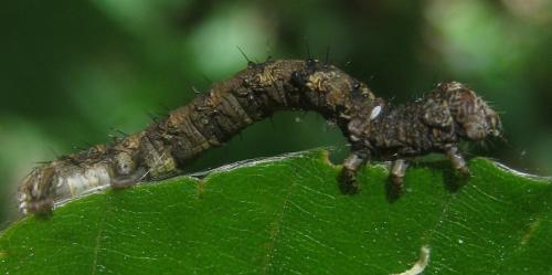 Réf. 323 471 : Apocheima hispidaria